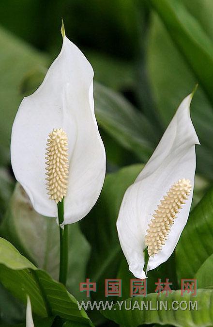 白鶴芋 苞葉芋，白掌，一帆風順