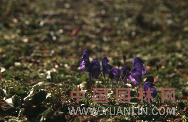 烏頭 草烏、烏藥、鹽烏頭、紫花烏頭、川烏頭、附子