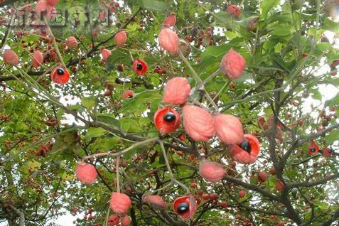 野鴉椿 鳥腱花、雞眼椒