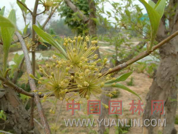 山茱萸  山芋肉、藥棗、實(shí)棗兒、棗皮、肉棗