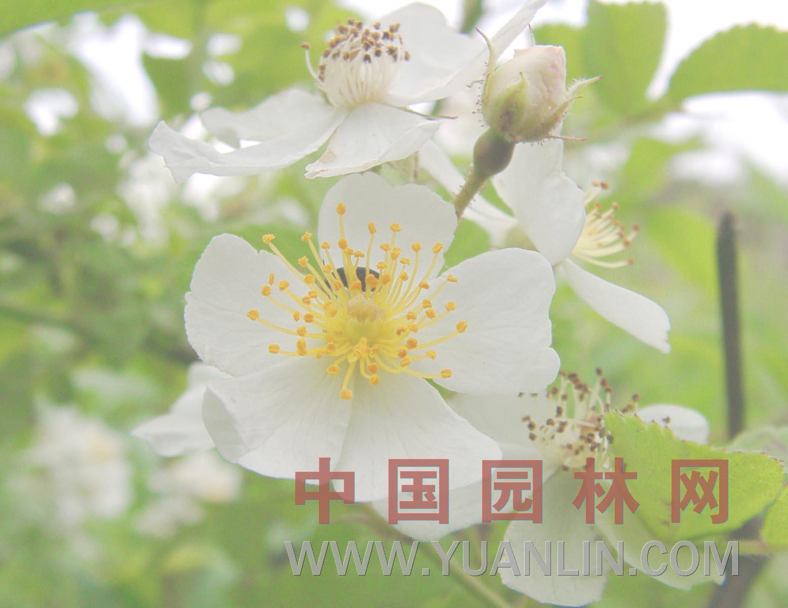 野薔薇 多花薔薇