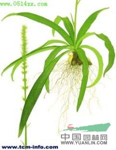 無(wú)毛粉條菜