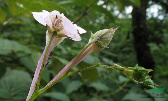 側(cè)穗鳳仙花