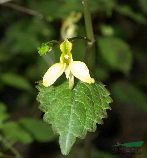 脆弱鳳仙花