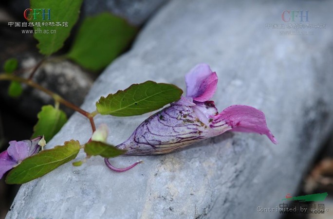 耳葉鳳仙花