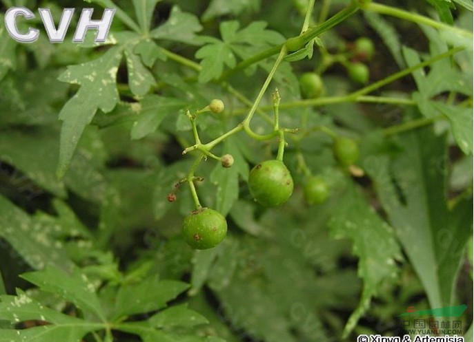 烏頭葉蛇葡萄 草葡萄、草白蘞