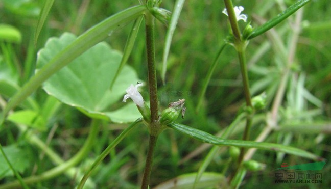 蝦子草