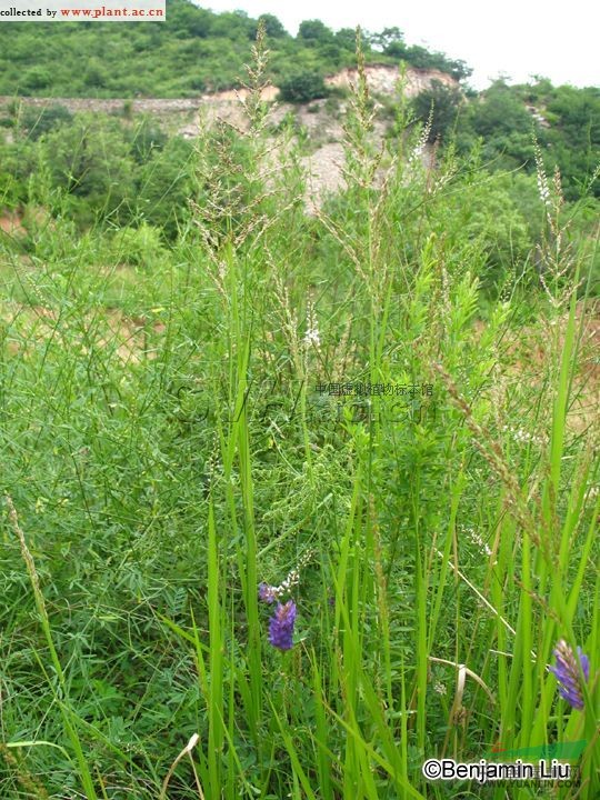 野古草 