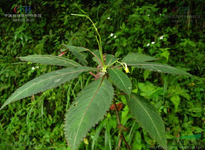 湖北鳳仙花