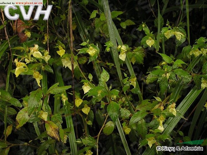 隴南鳳仙花