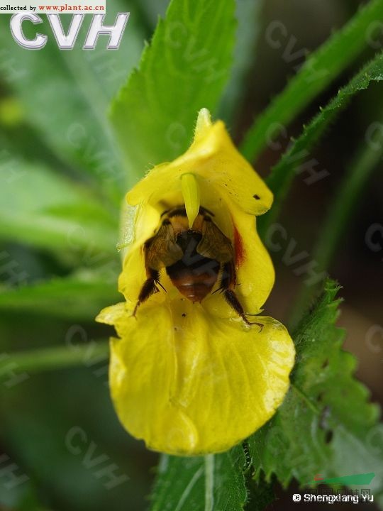 毛萼鳳仙花 