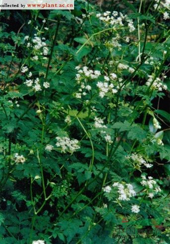 白苞芹 藁本(拉漢種子植物名稱(chēng))，石防風(fēng)(湖南)，紫莖芹(中國(guó)高等植物圖鑒)