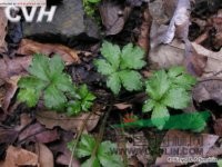 直刺變豆菜 小紫花菜浙江)、黑鵝腳板(四川常用中草藥)