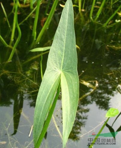 內(nèi)蒙眼子菜