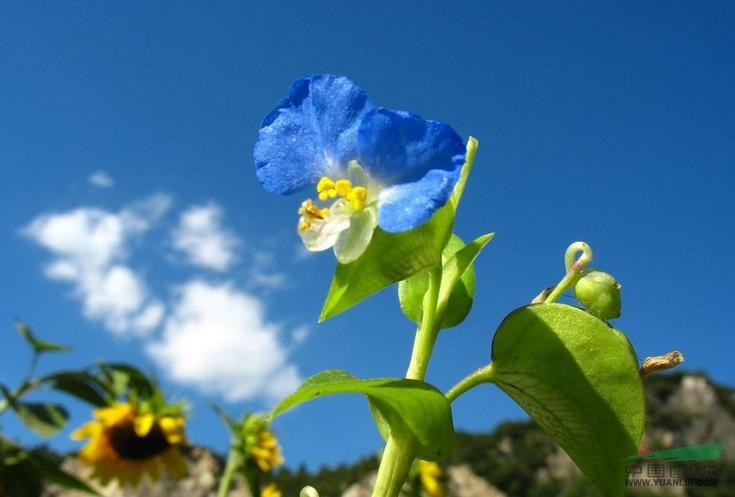 鴨跖草 竹葉菜、蘭花竹葉