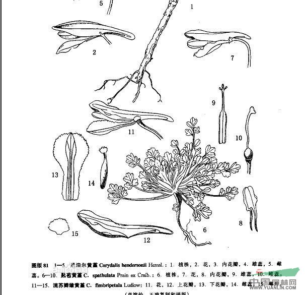 匙苞黃堇