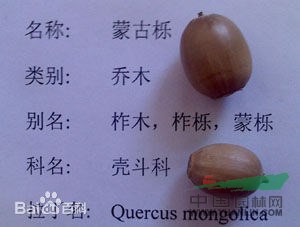 柞木 鑿子樹，蒙子樹，葫蘆刺，紅心刺