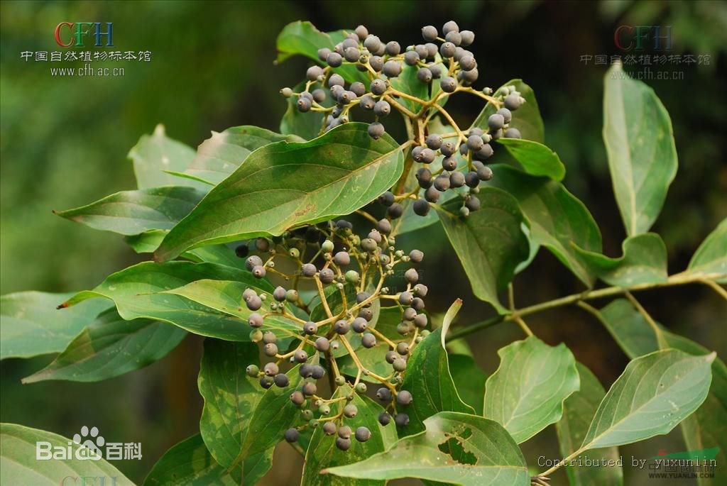 光皮樹(shù)